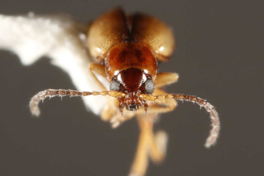 Longitarsus galapagoensis , escarabajo. Foto: CDF Archive.