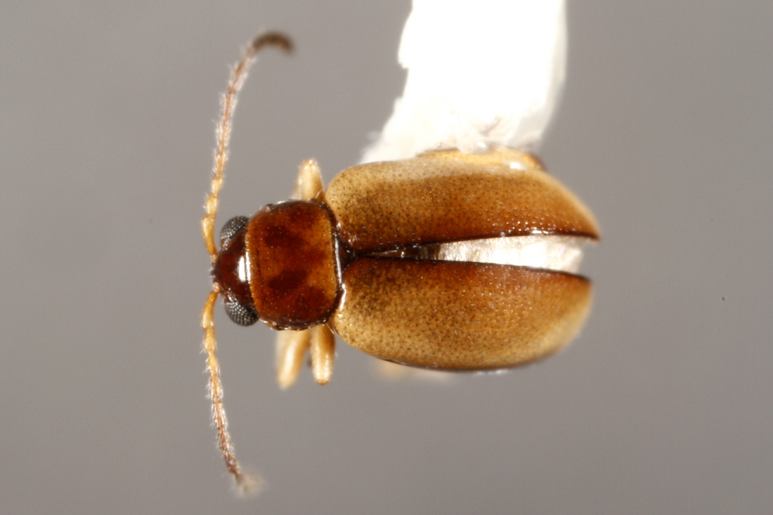  C.)Longitarsus galapagoensis Van Dyke Foto:  1953 (ICCDRS Vogel,  C.).