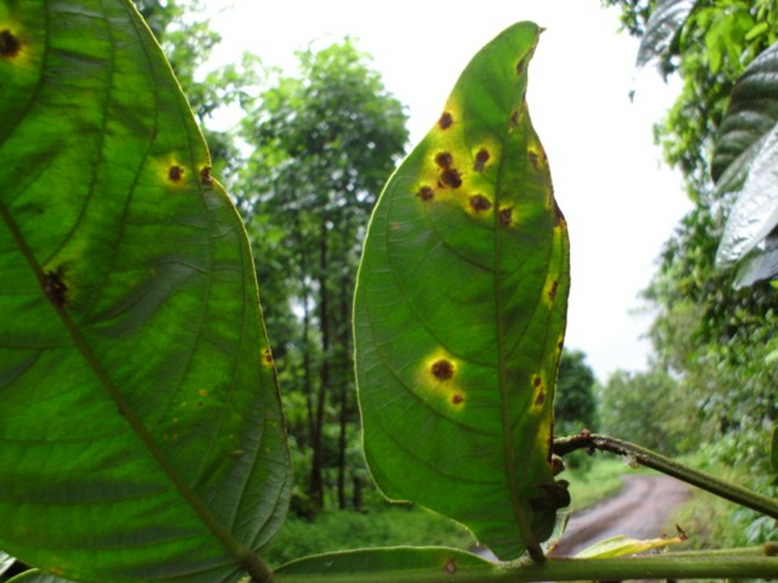 Hemileia vastatrix , hongo fitopatogénico. Foto: Franklin Arboleda, CDF, 2006.