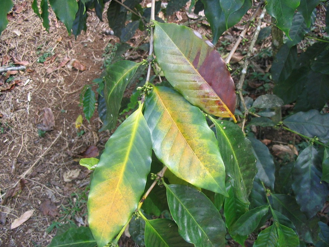 Hemileia vastatrix , hongo fitopatogénico. Foto: Franklin Arboleda, CDF, 2006.