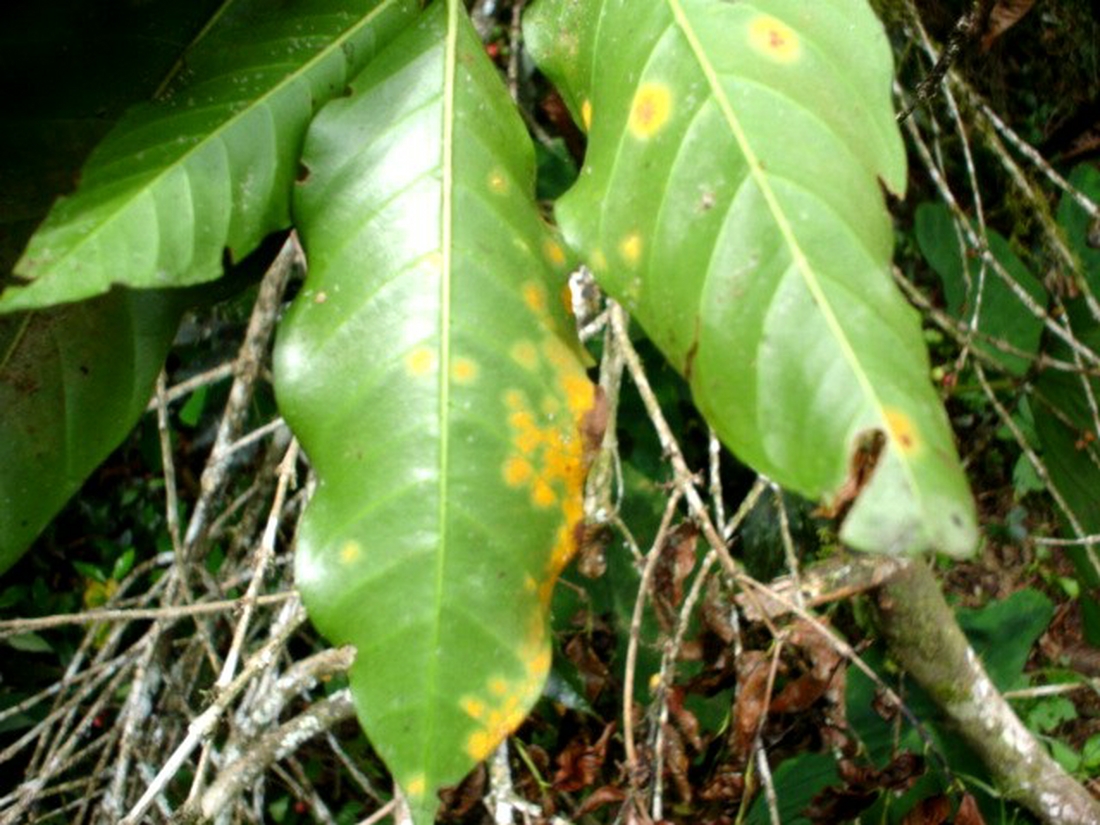 Hemileia vastatrix , hongo fitopatogénico. Foto: Franklin Arboleda, CDF, 2006.