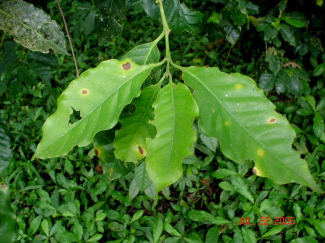 Hemileia vastatrix Berk. & Broome Foto: Franklin Arboleda, CDF, 2006.