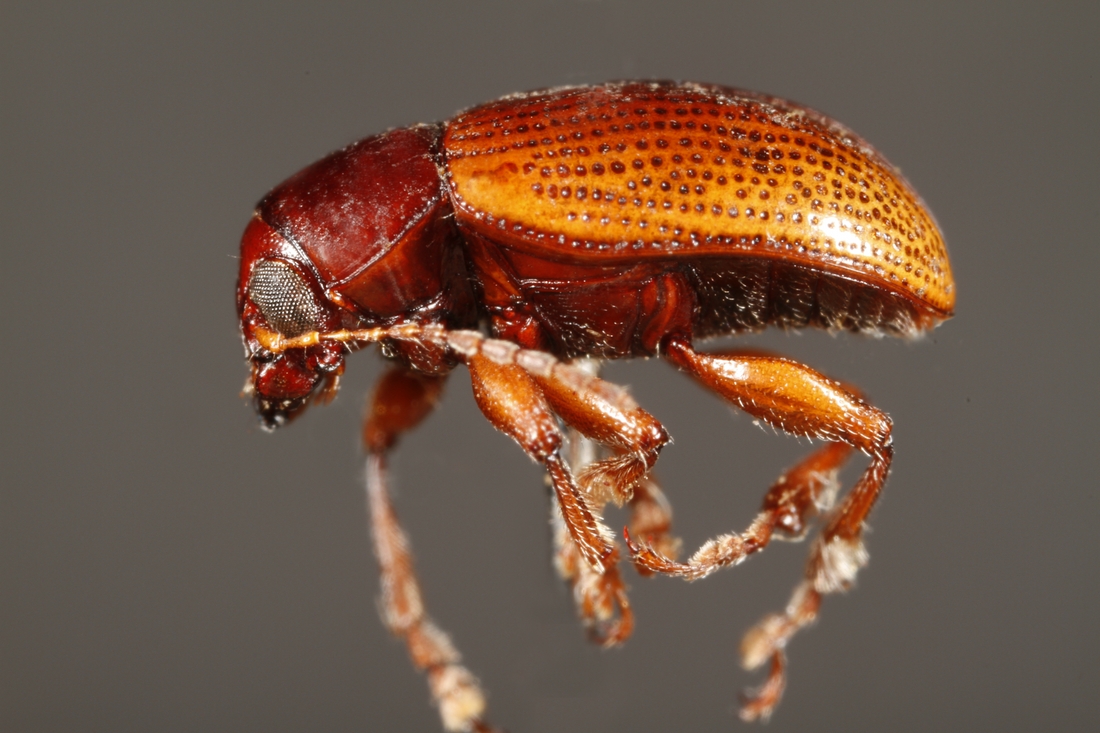 Metachroma labrale (ICCDRS Specimen #9635). Photo: Ashley Sheridan, CDF, 2011.