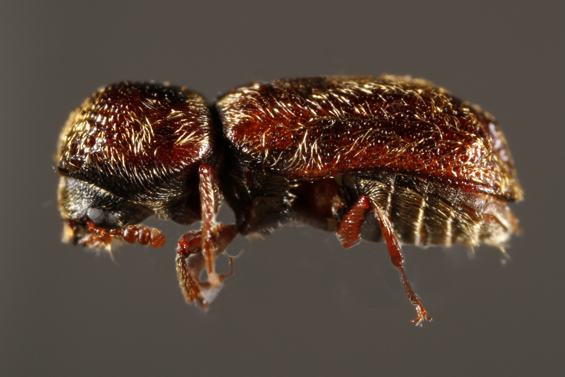 Micrapate scabrata Erichson 1847 (ICCDRS 5720) Foto: Ashley Sheridan, CDF, 2011.