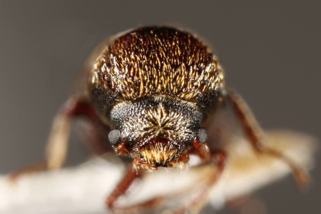 Micrapate scabrata (Espécimen #5720 de ICCDRS). Foto: Ashley Sheridan, CDF, 2011.