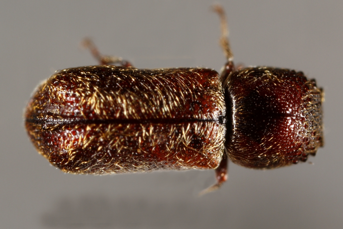 Micrapate scabrata (Espécimen #5720 de ICCDRS). Foto: Ashley Sheridan, CDF, 2011.