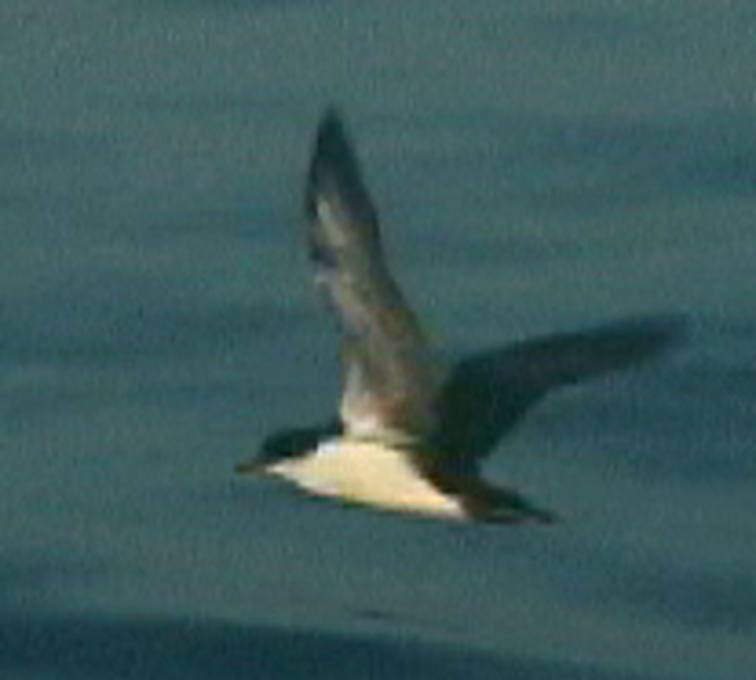Puffinus subalaris. Foto: Paul McFarling, CDF, 2001.