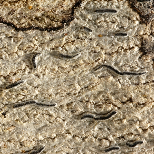 Graphis vestitoides Photo: Frank Bungartz, CDF, 2008.