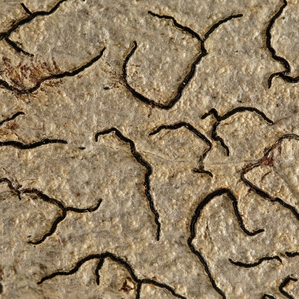 Graphis elongata , Script lichen. Photo: Frank Bungartz, CDF, 2008.