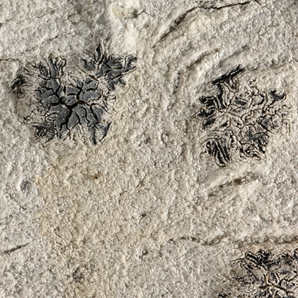Sarcographa tricosa , Script lichen. Photo: Frank Bungartz, CDF, 2008.