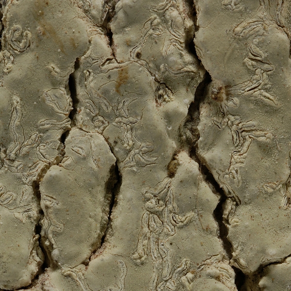 Diorygma poitaei , Script lichen. Photo: Frank Bungartz, CDF, 2008.