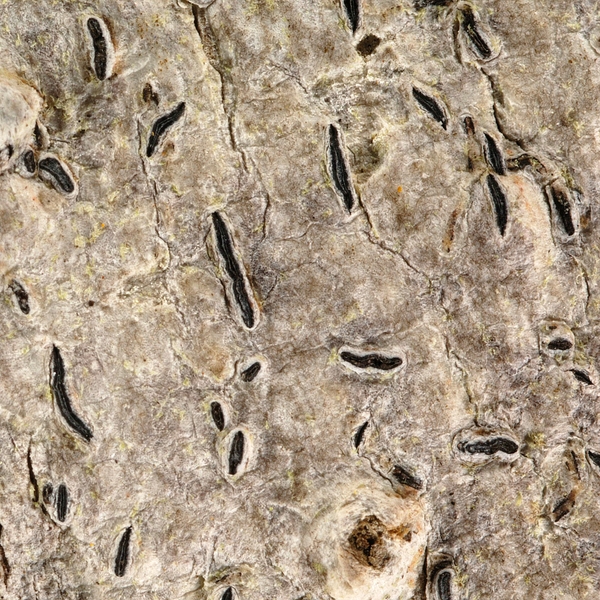 Graphis crebra Photo: Frank Bungartz, CDF, 2008.