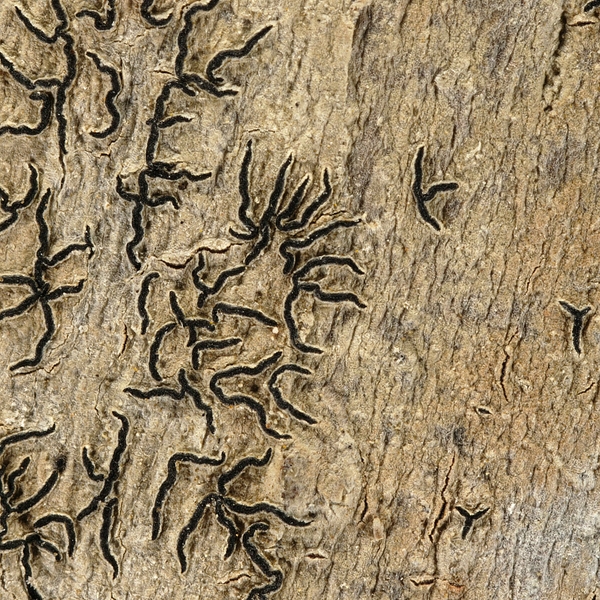 Graphis intricata Photo: Frank Bungartz, CDF, 2008.