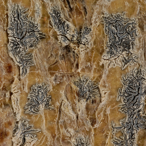 Phaeographis intricans Photo: Frank Bungartz, CDF, 2008.