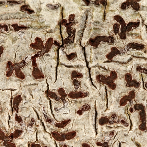 Thalloloma cinnabarinum Photo: Frank Bungartz, CDF, 2008.
