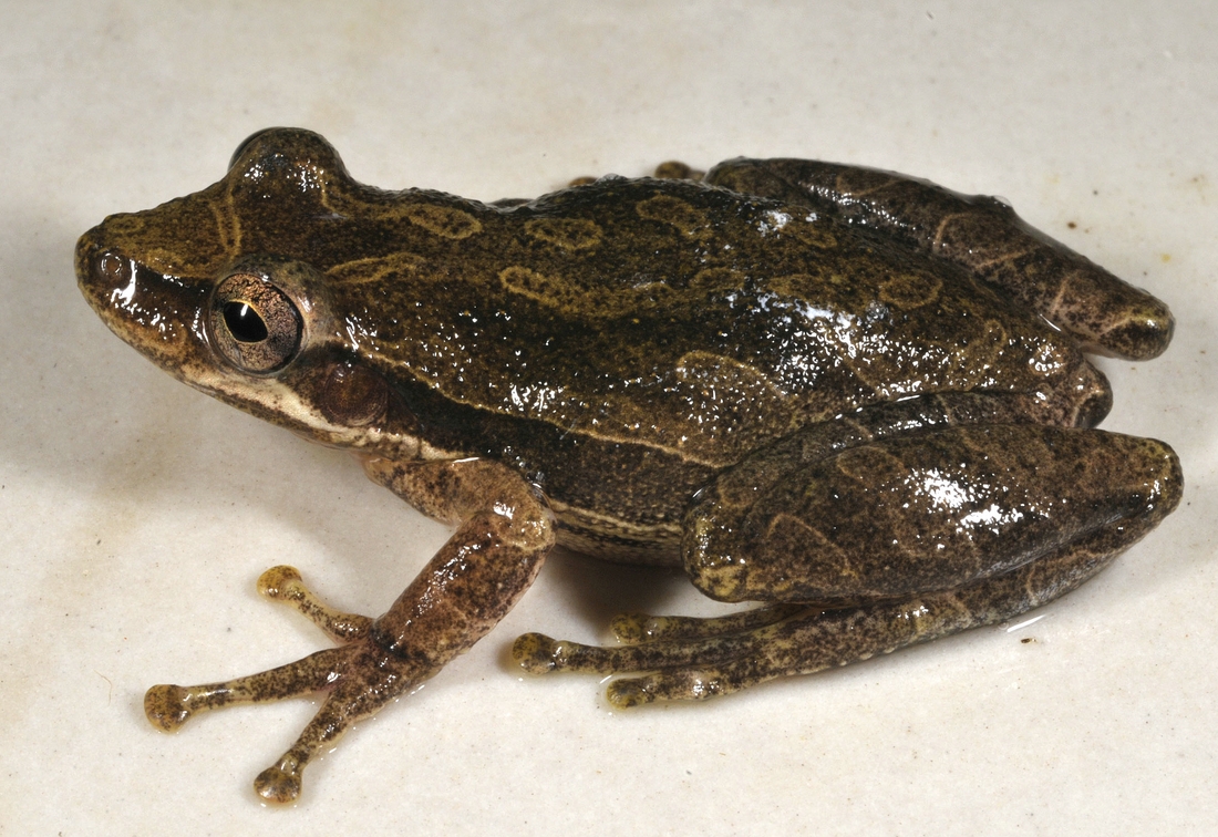 Scinax quinquefasciatus , Fowler's Snouted Treefrog. Photo: F. Bungartz, CDF.