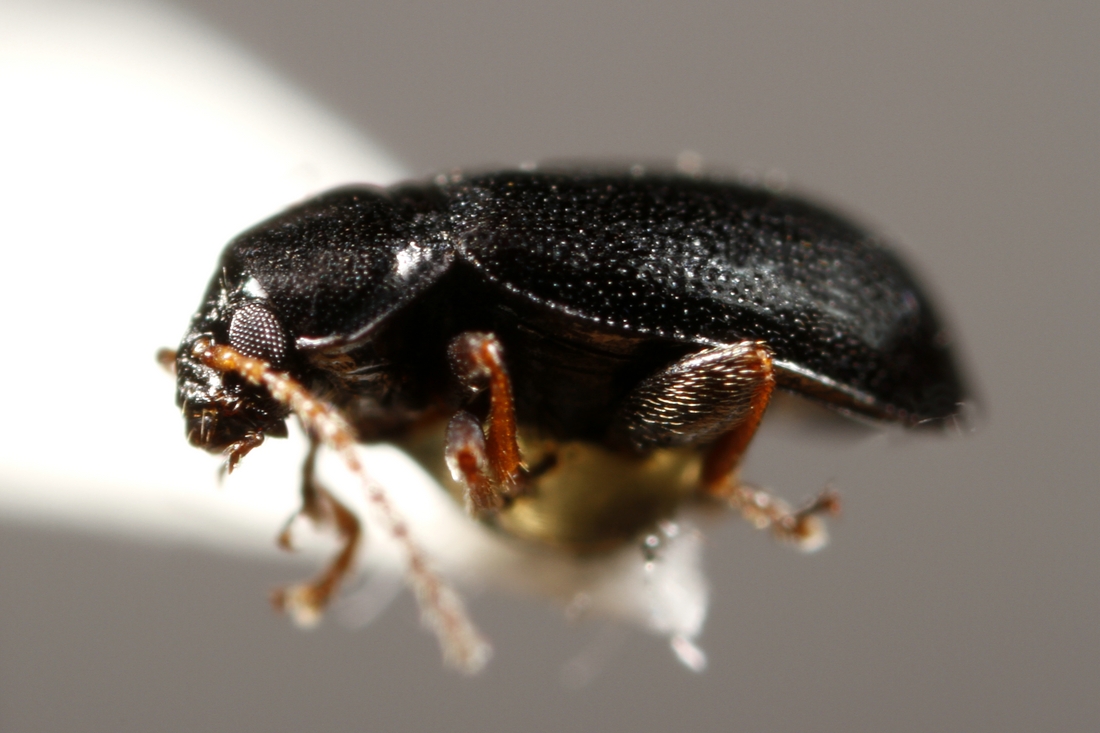 Naesaecrepida darwini (ICCDRS Specimen #9764). Photo: Ashley Sheridan, CDF, 2011.