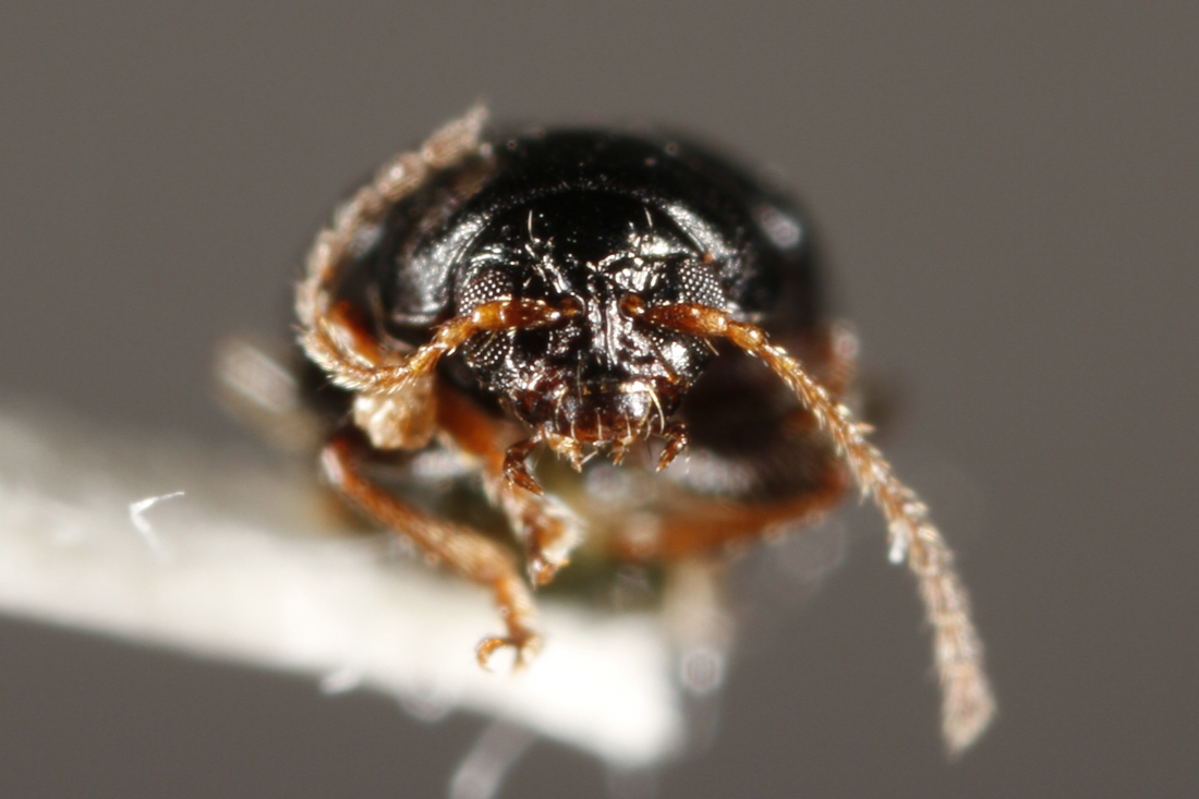 Naesaecrepida darwini (ICCDRS Specimen #9764). Photo: Ashley Sheridan, CDF, 2011.
