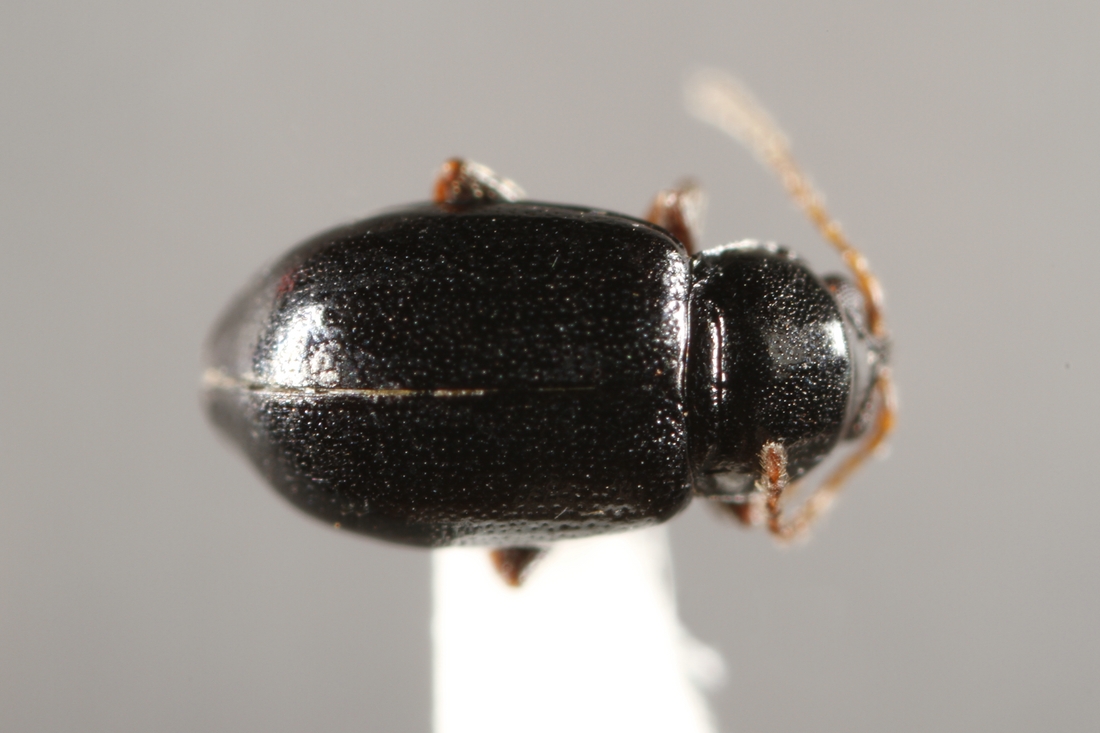 Naesaecrepida darwini Mutchler 1925 (ICCDRS 9764) Photo: Ashley Sheridan, CDF, 2011.