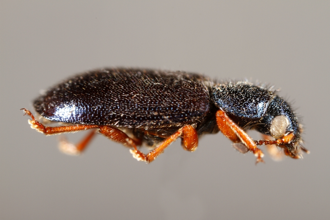 Necrobia rufipes (Espécimen #5989 de ICCDRS). Foto: Ashley Sheridan, CDF, 2011.