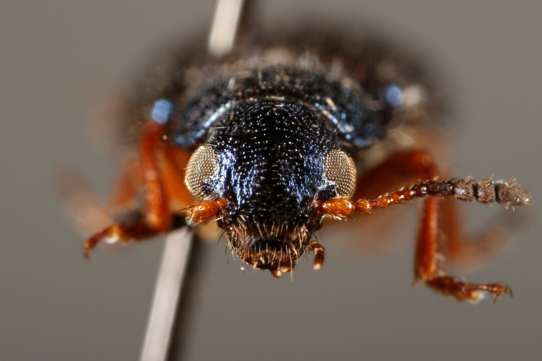Necrobia rufipes (Espécimen #5989 de ICCDRS). Foto: Ashley Sheridan, CDF, 2011.