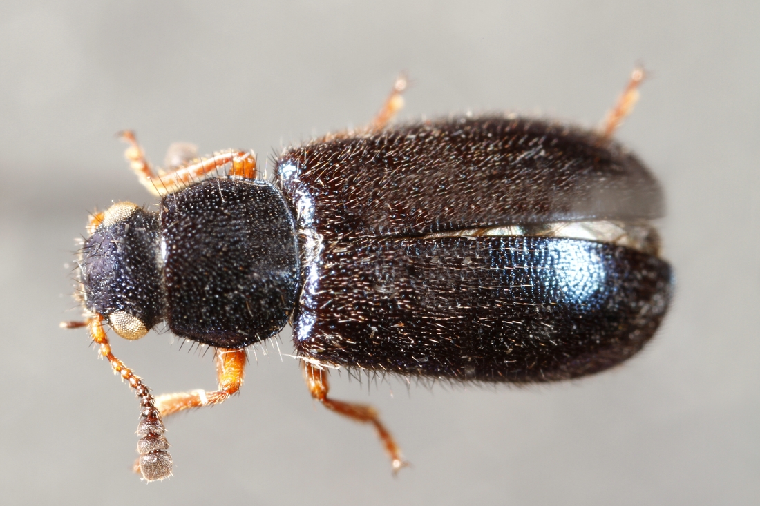 Necrobia rufipes Degeer 1775 (ICCDRS 5989) Foto: Ashley Sheridan, CDF, 2011.