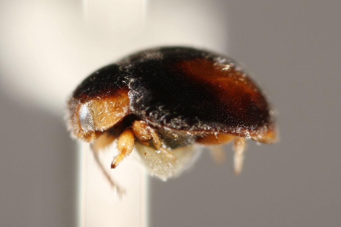 Nephus galapagoensis (ICCDRS Specimen #7169). Photo: Ashley Sheridan, CDF, 2011.