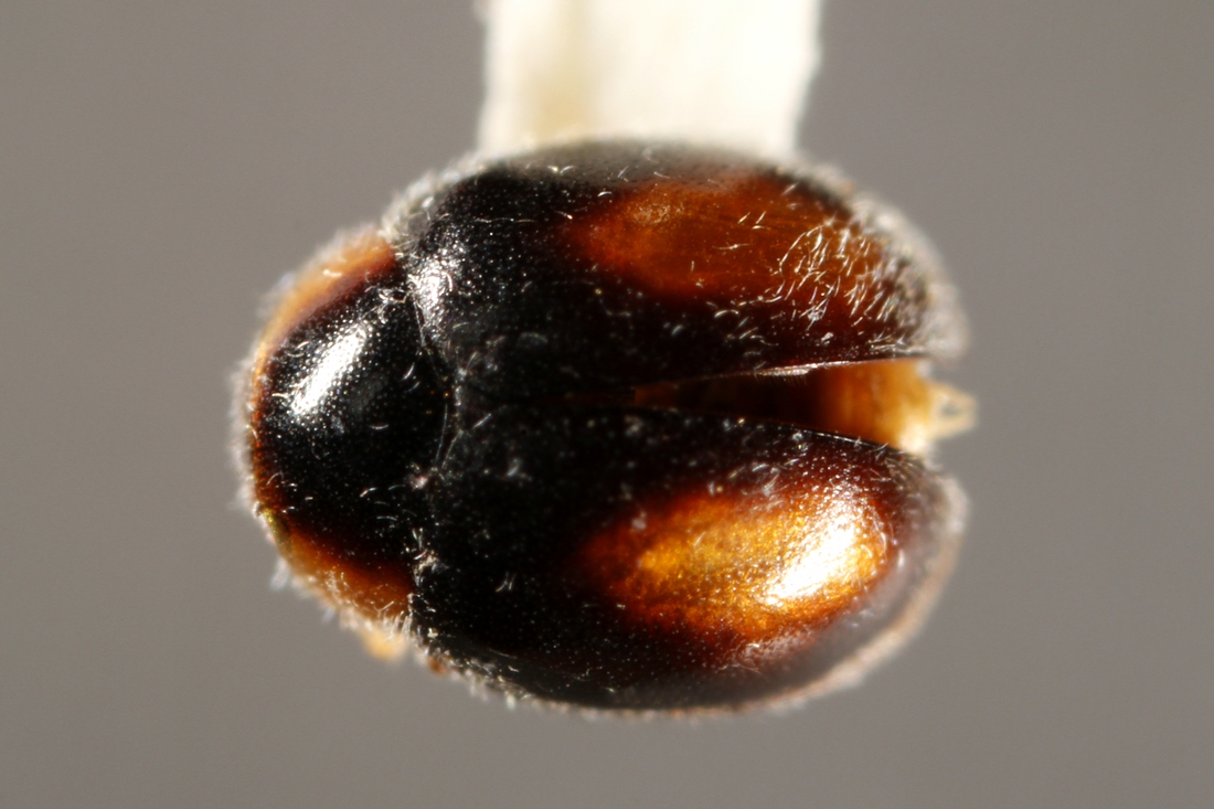 Nephus galapagoensis G.R. Waterhouse 1845 (ICCDRS 7169) Photo: Ashley Sheridan, CDF, 2011.