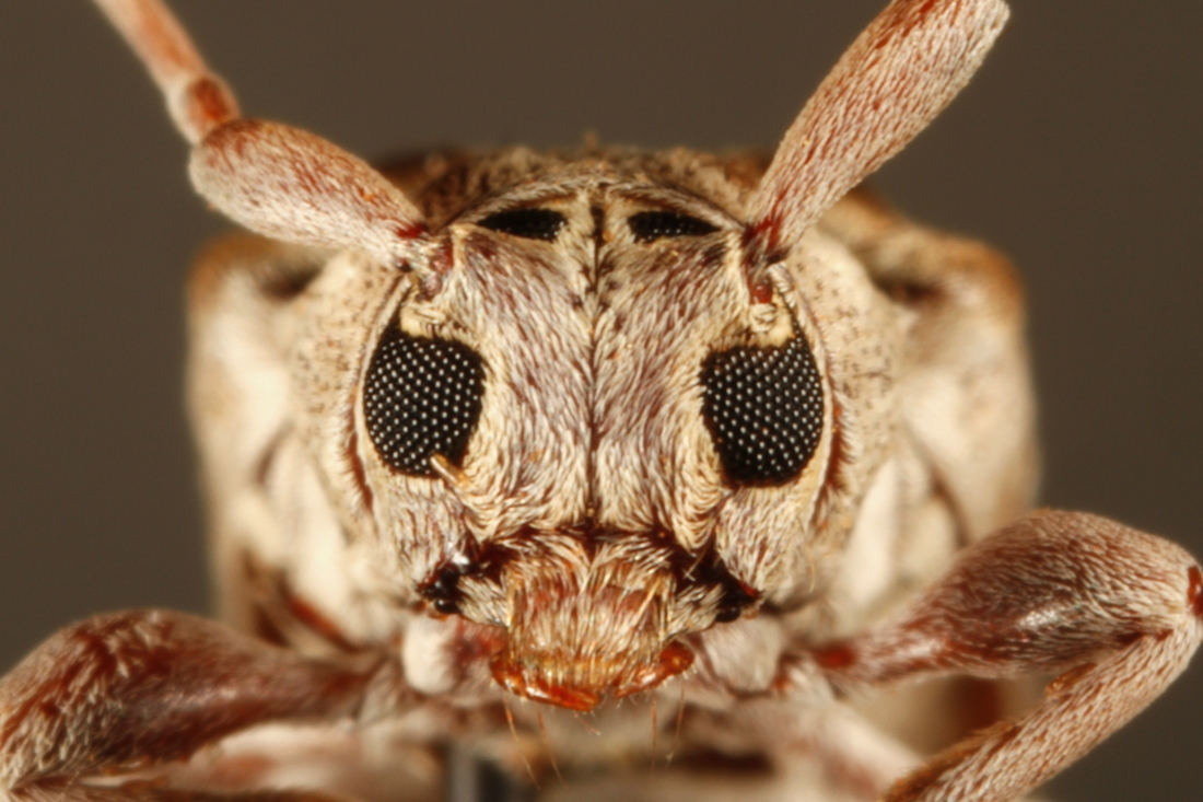 Nesozineus galapagoensis galapagoensis Van Dyke 1953 (ICCDRS Specimen #9476 de ICCDRS). Photo: Ashley Sheridan, CDF, 2011.