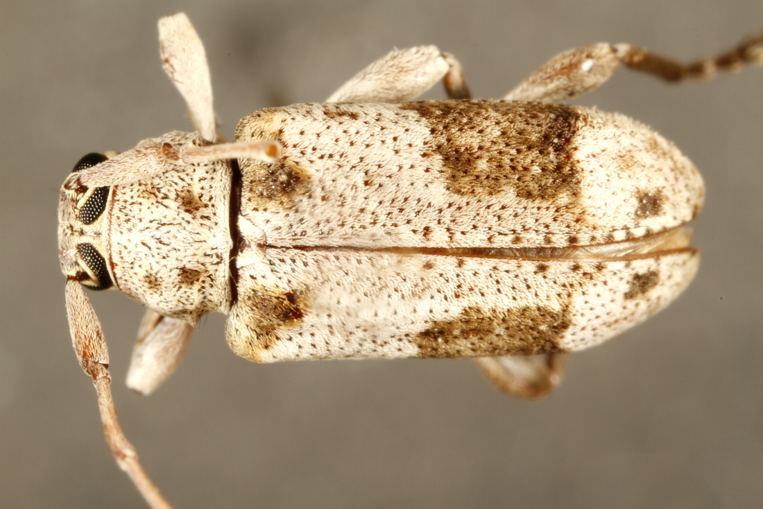 Nesozineus galapagoensis galapagoensis Van Dyke 1953 (ICCDRS 9476) Photo: Ashley Sheridan, CDF, 2011.
