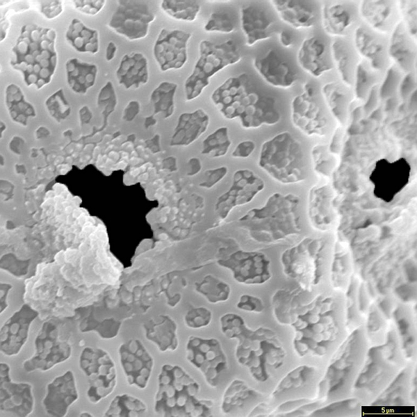 Pollen grain of Opuntia echios var. inermis (scanning electron micrograph). Photo: Patricia Jaramillo Díaz & M. Mar Trigo, CDF, 2011.