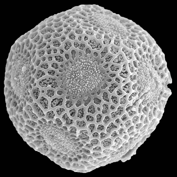 Pollen grain of Opuntia echios var. inermis E.Y. Dawson (scanning electron micrograph). Photo: Patricia Jaramillo Díaz & M. Mar Trigo, CDF, 2011.