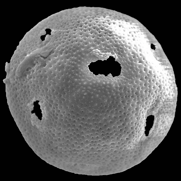 Pollen grain of Opuntia galapageia var. profusa E.F. Anderson & Walk. (scanning electron micrograph). Photo: Patricia Jaramillo Díaz & M. Mar Trigo, CDF, 2011.