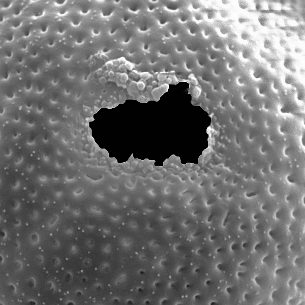 Pollen grain of Opuntia galapageia var. profusa (scanning electron micrograph). Photo: Patricia Jaramillo Díaz & M. Mar Trigo, CDF, 2011.