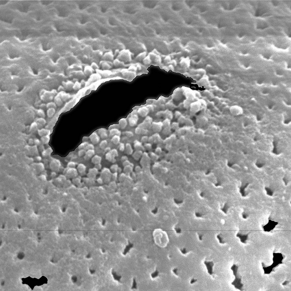 Grano de polen de Opuntia galapageia var. galapageia (foto en microscopio electrónico). Foto: Patricia Jaramillo Díaz & M. Mar Trigo, CDF, 2011.