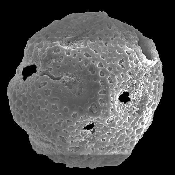 Pollen grain of Opuntia helleri K. Schum. (scanning electron micrograph). Photo: Patricia Jaramillo Díaz & M. Mar Trigo, CDF, 2011.