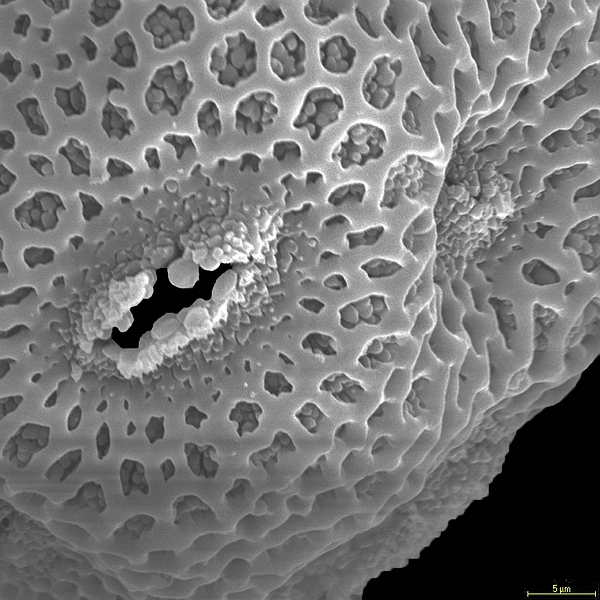Pollen grain of Opuntia insularis (scanning electron micrograph). Photo: Patricia Jaramillo Díaz & M. Mar Trigo, CDF, 2011.