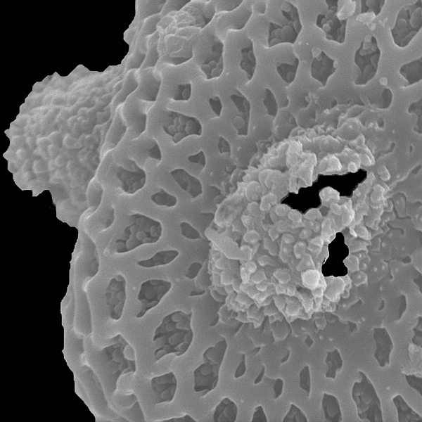 Pollen grain of Opuntia insularis (scanning electron micrograph). Photo: Patricia Jaramillo Díaz & M. Mar Trigo, CDF, 2011.