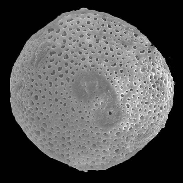 Pollen grain of Opuntia megasperma var. megasperma Howell (scanning electron micrograph). Photo: Patricia Jaramillo Díaz & M. Mar Trigo, CDF, 2011.