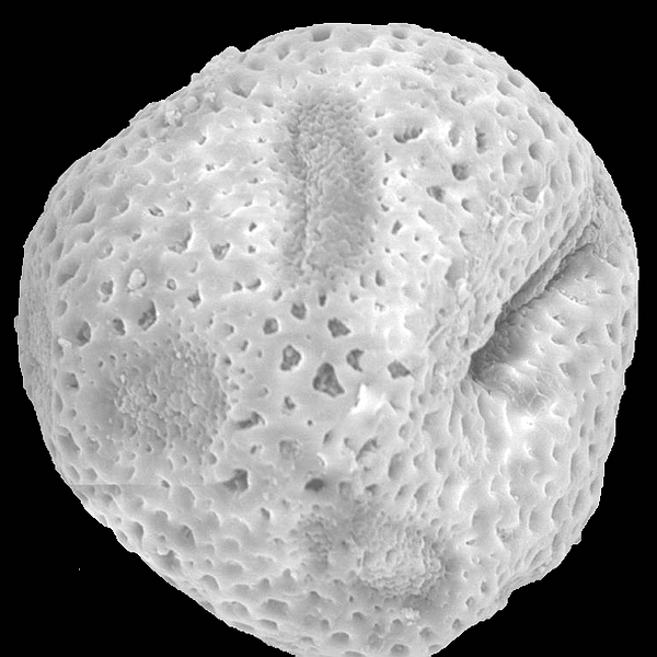 Pollen grain of Opuntia megasperma var. megasperma (scanning electron micrograph). Photo: Patricia Jaramillo Díaz & M. Mar Trigo, CDF, 2011.
