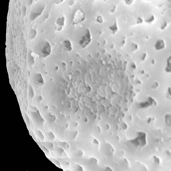 Pollen grain of Opuntia megasperma var. megasperma (scanning electron micrograph). Photo: Patricia Jaramillo Díaz & M. Mar Trigo, CDF, 2011.