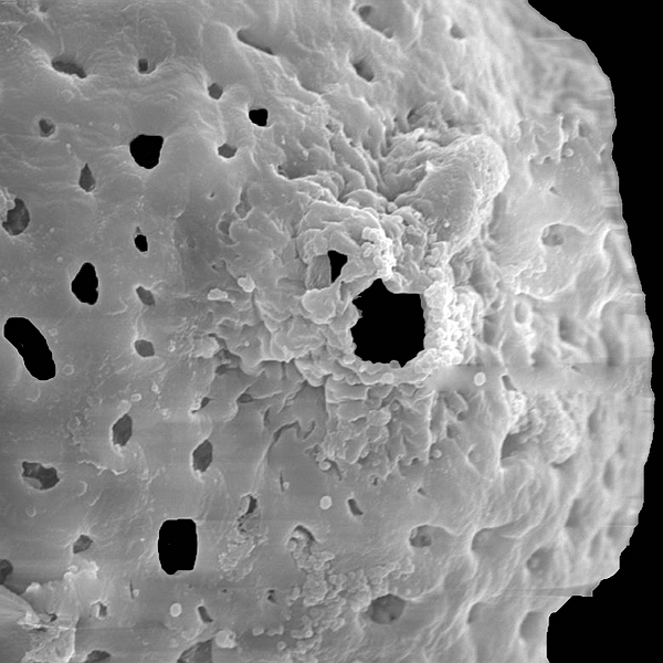 Pollen grain of Opuntia megasperma var. megasperma (scanning electron micrograph). Photo: Patricia Jaramillo Díaz & M. Mar Trigo, CDF, 2011.