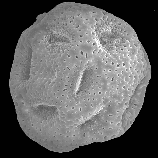 Pollen grain of Opuntia megasperma var. mesophytica (scanning electron micrograph). Photo: Patricia Jaramillo Díaz & M. Mar Trigo, CDF, 2011.