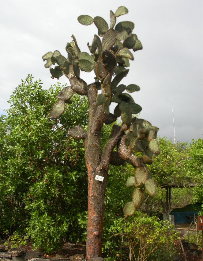 Opuntia echios var. gigantea, prickly pear cactus. Photo: Patricia Jaramillo, CDF, 2003.