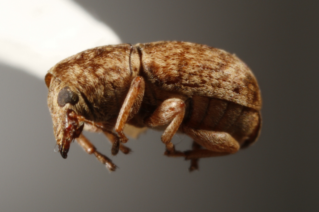 Ormiscus variegatus (ICCDRS Specimen #9824). Photo: Ashley Sheridan, CDF, 2011.