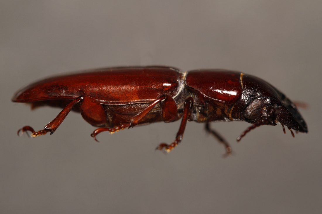 Parandra galapagoensis (ICCDRS Specimen #9224). Photo: Ashley Sheridan, CDF, 2011.