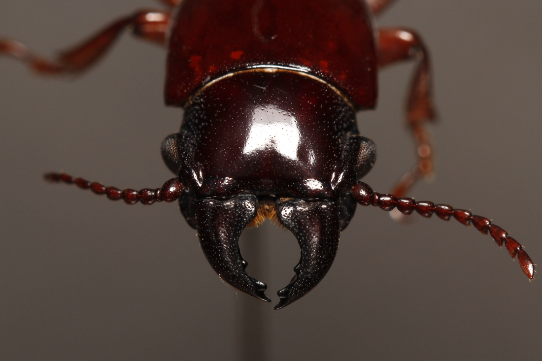 Parandra galapagoensis (ICCDRS Specimen #9224). Photo: Ashley Sheridan, CDF, 2011.
