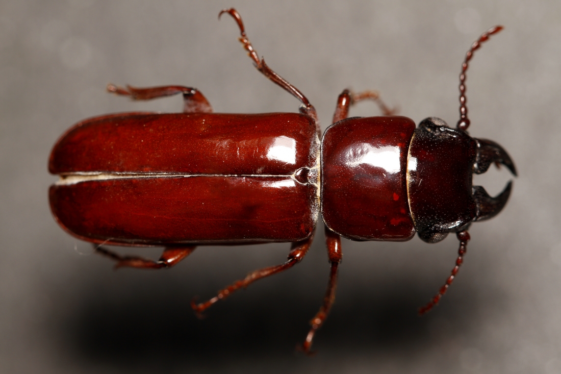 Parandra brevicollis (ICCDRS 9224) Photo: Ashley Sheridan, CDF, 2011.