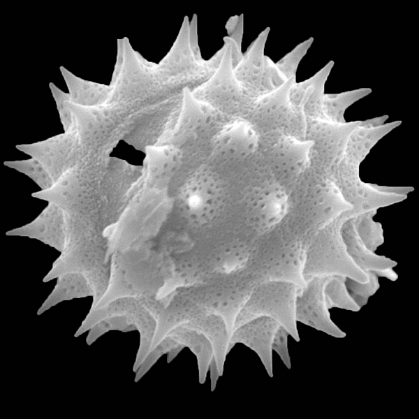 Pollen grain of Pectis subsquarrosa (scanning electron micrograph). Photo: Patricia Jaramillo Díaz & M. Mar Trigo, CDF, 2011.