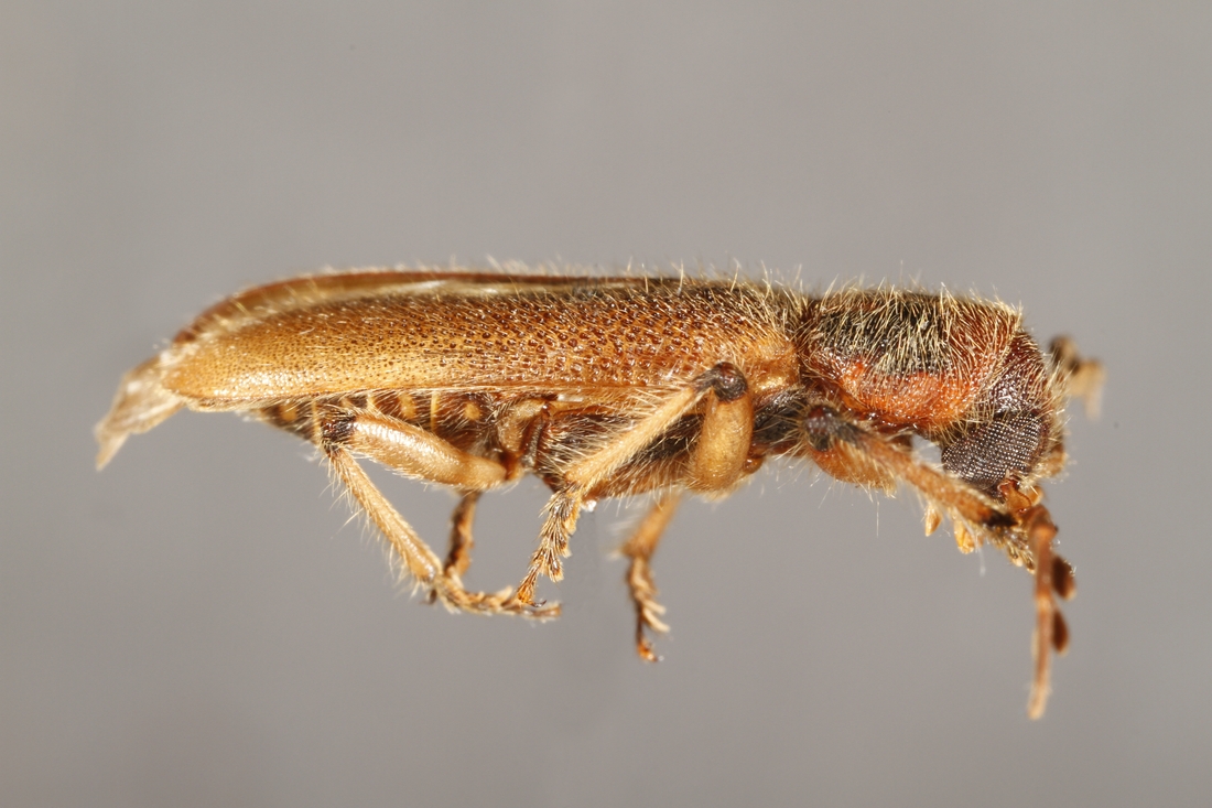 Pelonium longfieldae (ICCDRS Specimen #5854). Photo: Ashley Sheridan, CDF, 2011.